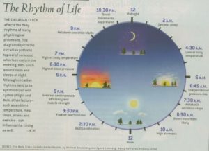 circadian clock