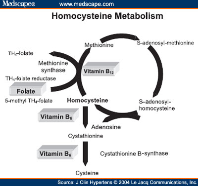 Homocysteine