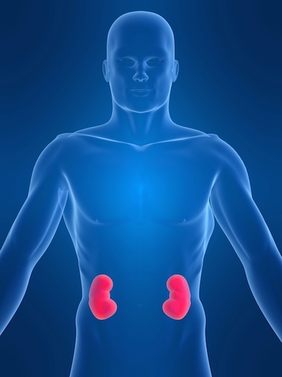 kidneys