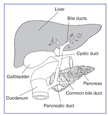 primary biliary cirrhosis