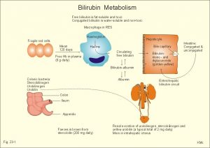 bilirubin