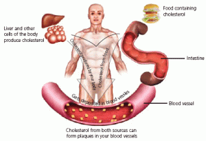 cholestoral