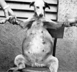 canine cirrhosis
