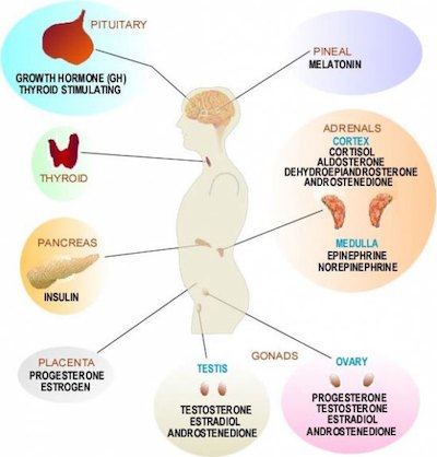 hormones