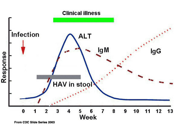 Liver Blood Test ALT AST Enzyme Values Livers With Life