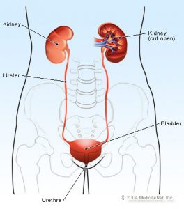 creatinine