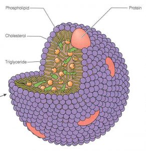 lipoprotein