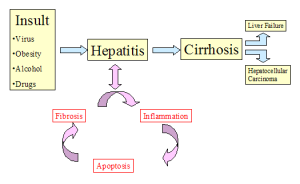 liver disease facts