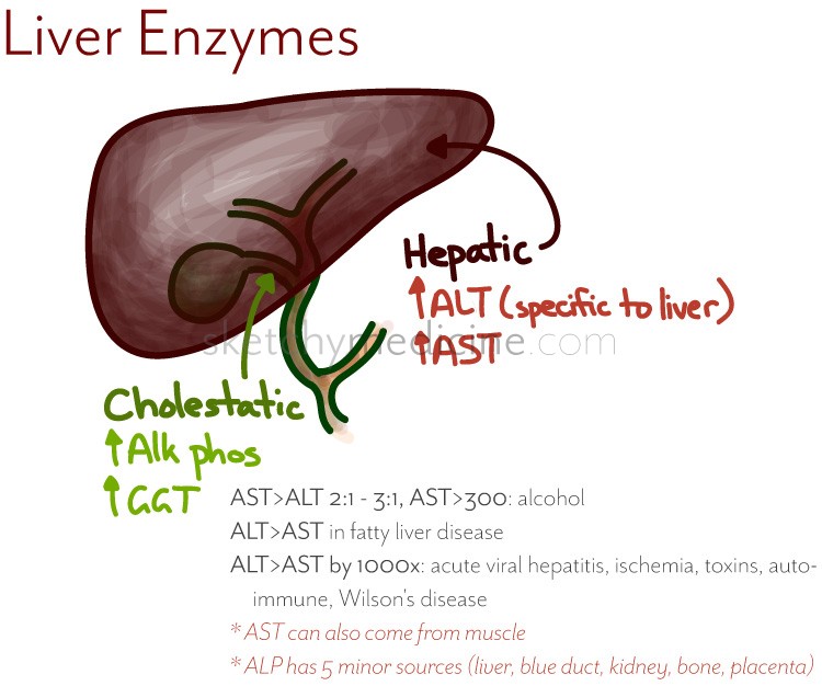 liver enzymes