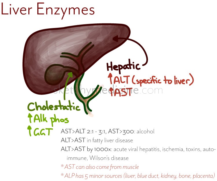 Liver Enzymes What Causes Liver Enzymes To Elevate Livers With Life