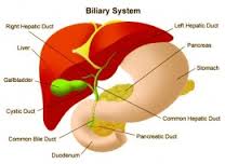 Biliary System