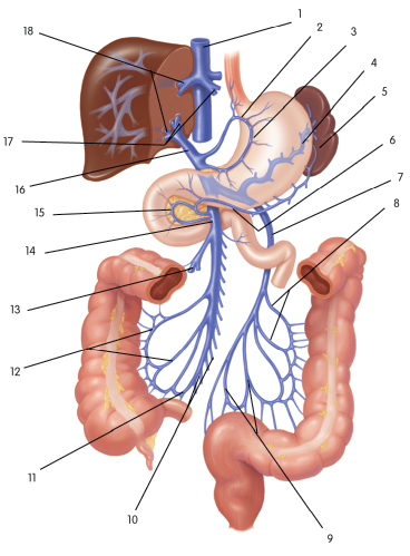 portal vein