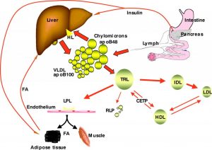 triglycerides