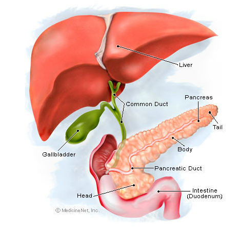 pancreas