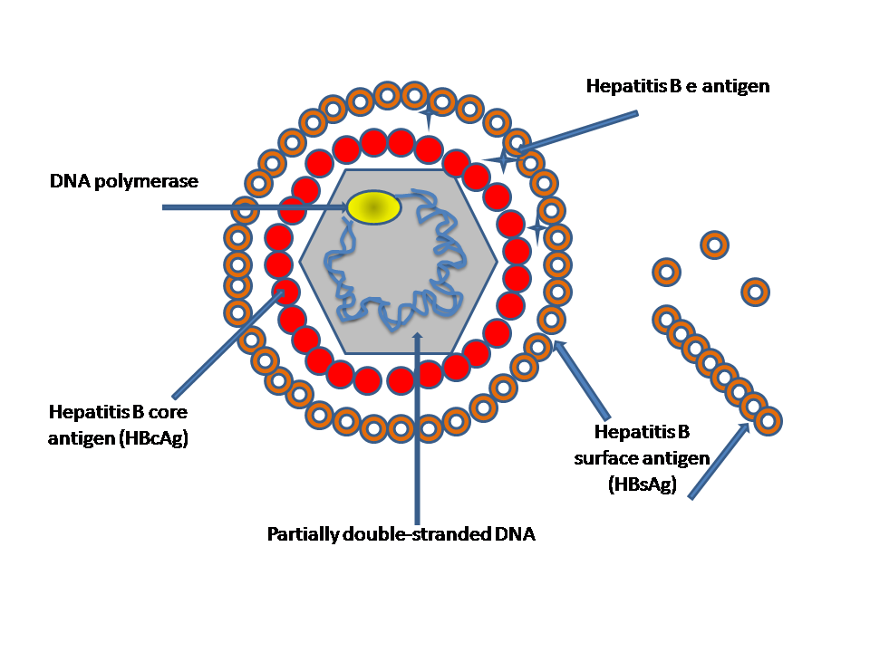 hep b