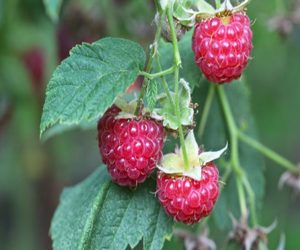 raspberries