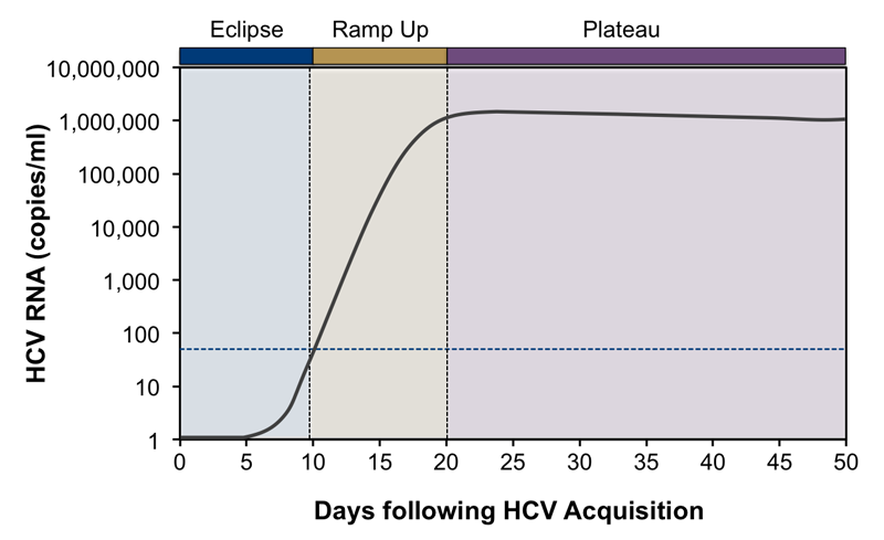 What Is Hepatitis C Viral Load? Livers With Life